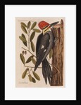 The 'larger red-crested wood-pecker' and the 'live oak' by Mark Catesby