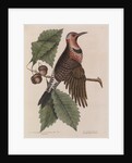 The 'gold-winged wood-pecker' and the 'chesnut-oak' by Mark Catesby