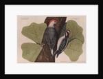 The 'red-bellied wood-pecker', the 'hairy wood-pecker' and the 'black oak' by Mark Catesby