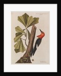 The 'red-headed wood-pecker' and the 'water oak' by Mark Catesby