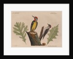 The 'yellow belly'd wood-pecker' and the 'smallest spotted wood-pecker' by Mark Catesby