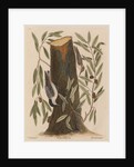 The 'nuthatch', the 'small nuthatch' and the 'highland willow oak' by Mark Catesby