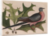 The 'pigeon of passage' and the 'red oak' by Mark Catesby