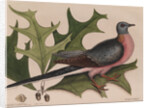 The 'pigeon of passage' and the 'red oak' by Mark Catesby