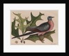 The 'pigeon of passage' and the 'red oak' by Mark Catesby
