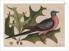 The 'pigeon of passage' and the 'red oak' by Mark Catesby