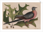 The 'pigeon of passage' and the 'red oak' by Mark Catesby