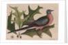 The 'pigeon of passage' and the 'red oak' by Mark Catesby