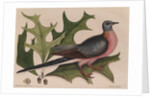 The 'pigeon of passage' and the 'red oak' by Mark Catesby