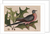 The 'pigeon of passage' and the 'red oak' by Mark Catesby