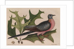 The 'pigeon of passage' and the 'red oak' by Mark Catesby