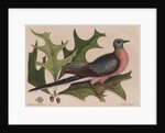 The 'pigeon of passage' and the 'red oak' by Mark Catesby