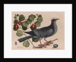 The 'white-crown'd pigeon' and the 'cocoa plum' by Mark Catesby