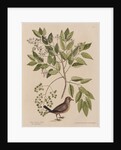 The ground-dove and the pellitory, or tooth-ach tree by Mark Catesby