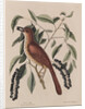 The 'fox coloured thrush' and the 'cluster'd black cherry' by Mark Catesby