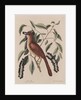 The 'fox coloured thrush' and the 'cluster'd black cherry' by Mark Catesby