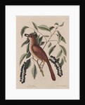 The 'fox coloured thrush' and the 'cluster'd black cherry' by Mark Catesby