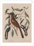 The 'fox coloured thrush' and the 'cluster'd black cherry' by Mark Catesby