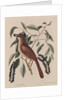 The 'fox coloured thrush' and the 'cluster'd black cherry' by Mark Catesby