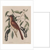 The 'fox coloured thrush' and the 'cluster'd black cherry' by Mark Catesby