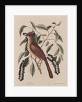The 'fox coloured thrush' and the 'cluster'd black cherry' by Mark Catesby