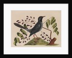The 'red leg'd thrush' and the 'gum-elimy tree' by Mark Catesby