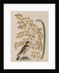 The 'lark' and the 'sea-side oat' by Mark Catesby