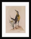 The 'large lark' and the 'little yellow star-flower' by Mark Catesby