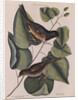 The 'towhe' bird, the 'cowpen' bird and the 'black poplar' of Carolina by Mark Catesby