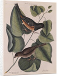 The 'towhe' bird, the 'cowpen' bird and the 'black poplar' of Carolina by Mark Catesby