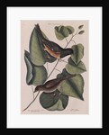The 'towhe' bird, the 'cowpen' bird and the 'black poplar' of Carolina by Mark Catesby
