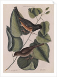 The 'towhe' bird, the 'cowpen' bird and the 'black poplar' of Carolina by Mark Catesby