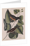 The 'towhe' bird, the 'cowpen' bird and the 'black poplar' of Carolina by Mark Catesby