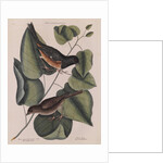 The 'towhe' bird, the 'cowpen' bird and the 'black poplar' of Carolina by Mark Catesby