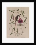 The 'little sparrow' and the 'purple bind-weed of Carolina' by Mark Catesby