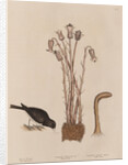The 'snow-bird' and the 'broom-rape' by Mark Catesby