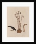 The 'snow-bird' and the 'broom-rape' by Mark Catesby