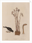 The 'snow-bird' and the 'broom-rape' by Mark Catesby