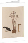 The 'snow-bird' and the 'broom-rape' by Mark Catesby