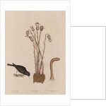 The 'snow-bird' and the 'broom-rape' by Mark Catesby