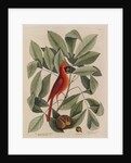 The 'red bird', the 'hiccory tree' and the 'pignut' by Mark Catesby