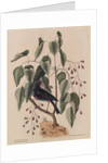 The 'purple gross-beak' and the 'poison-wood' by Mark Catesby