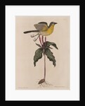 The yellow brested chat and the 'Solanum triphyllon' by Mark Catesby