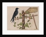 The purple martin and the 'Smilax (forte) lenis' by Mark Catesby