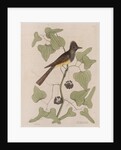 The 'crested fly-catcher' and the 'Smilax bryoniae' by Mark Catesby