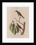 The 'little brown fly-catcher', the 'red ey'd flycatcher' and the 'arbor lauri folio' by Mark Catesby