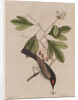 The 'tyrant' and the sassafras by Mark Catesby