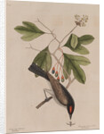 The 'tyrant' and the sassafras by Mark Catesby