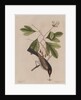 The 'tyrant' and the sassafras by Mark Catesby