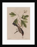 The 'tyrant' and the sassafras by Mark Catesby